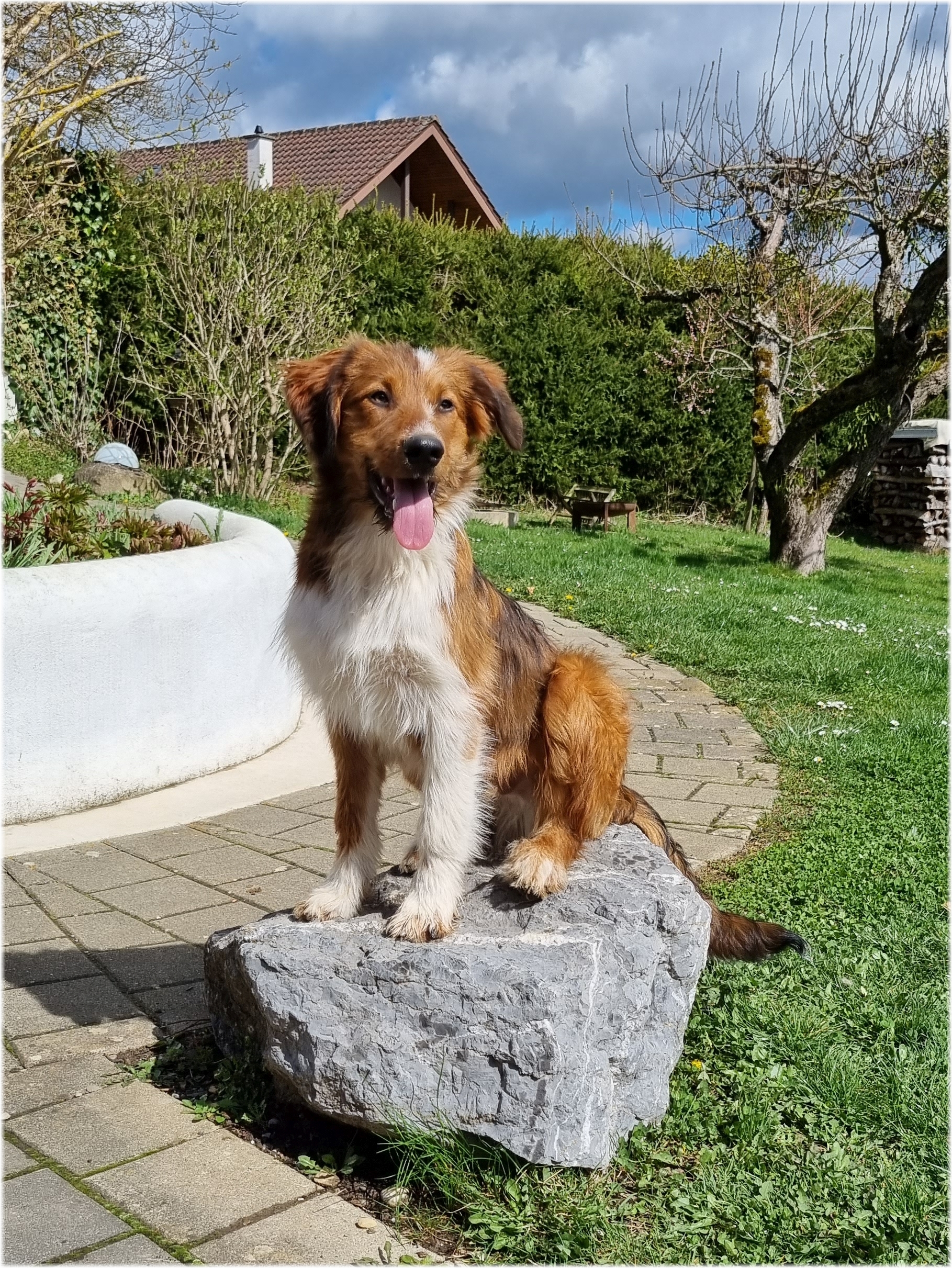 Wäller von der Straubenhalde